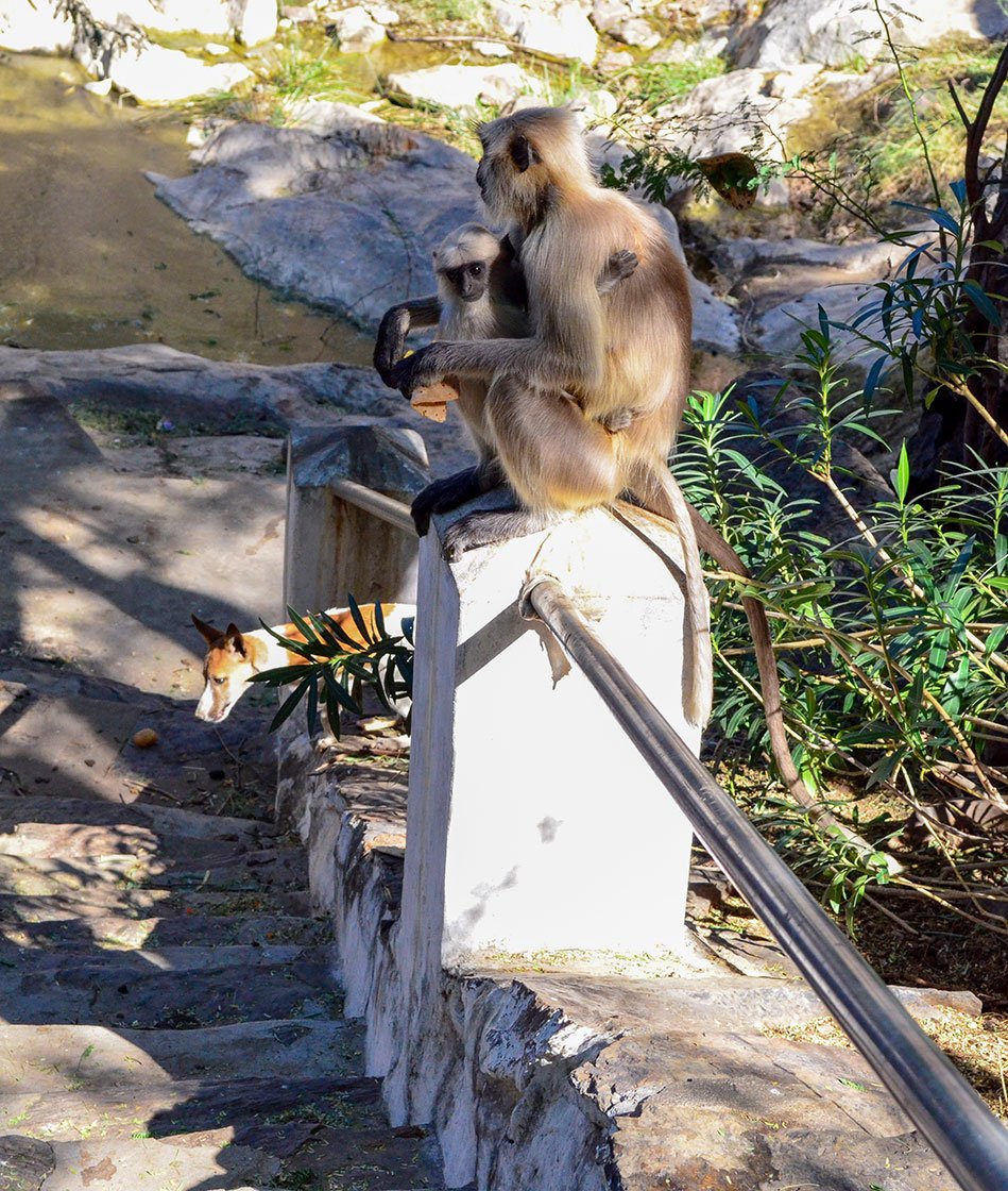 Langurs eating rotis that have been given to them by Jhujaram Dharmiji Sant
