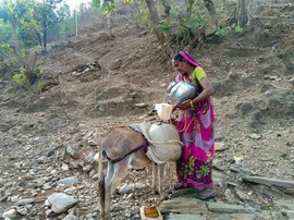 জলকে চলেন ডালি বাড়া, সঙ্গে দোসর পোষ্য গাধা