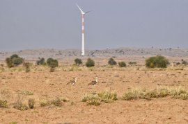 संवेदनहीन सत्ता के शिकार गोडावण पंछी