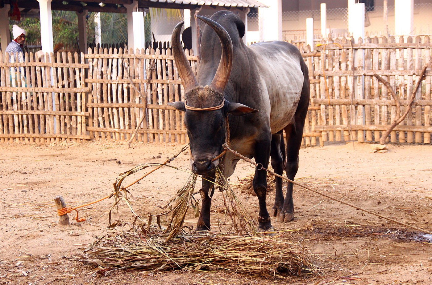 Bulli Boy, the 16-year-old Kangayam stud bull