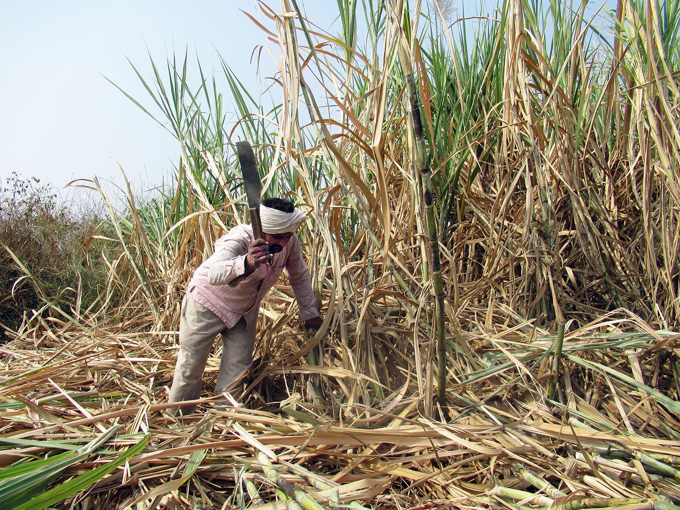 File photos of labourers from Maharashtra's Beed district chopping cane in the fields and loading trucks to transport it to factories for crushing. Cane is still being chopped across western Maharashtra because sugar is listed as an 'essential commodity'