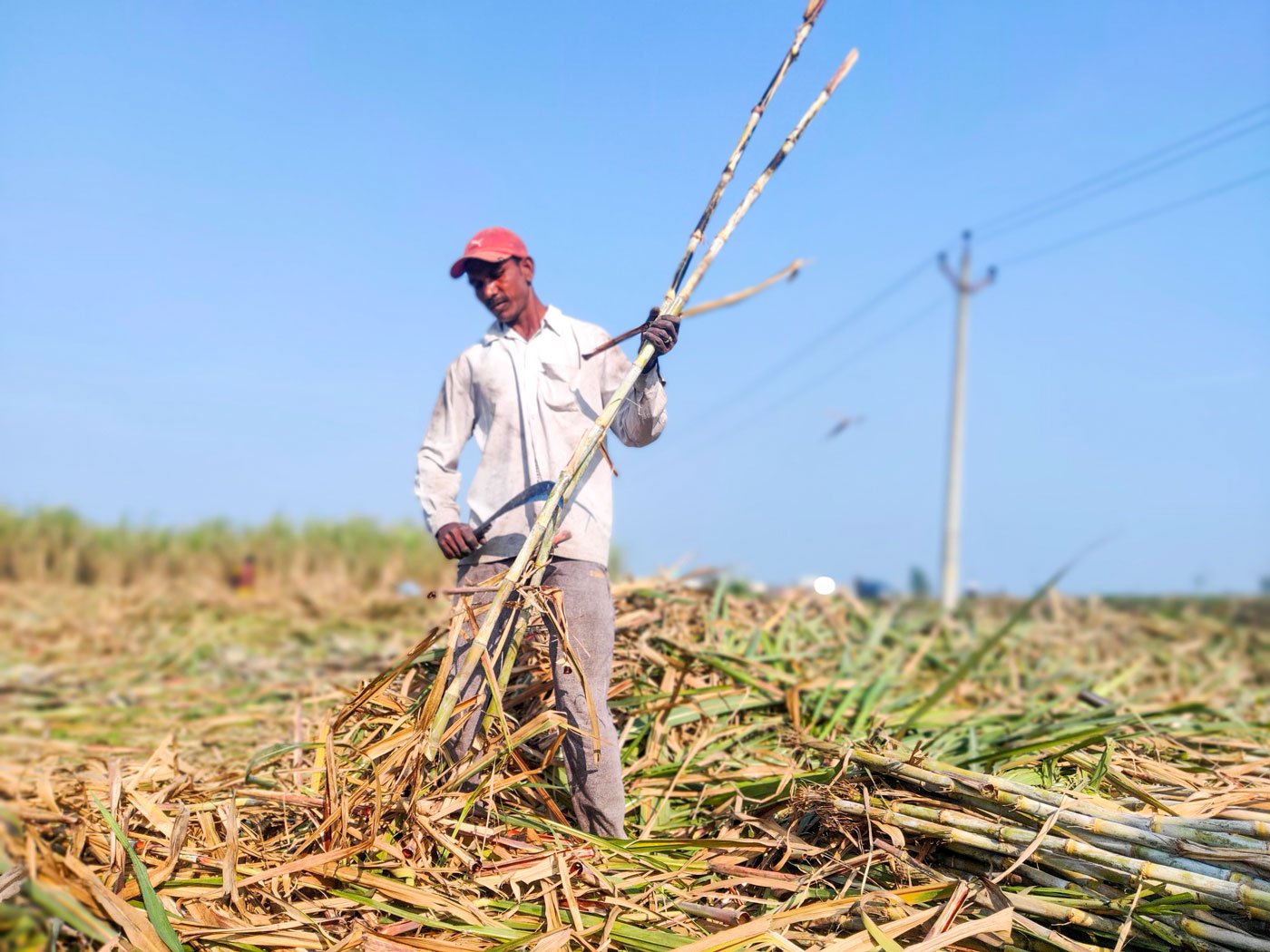 Ramesh Sharma is among lakhs of farmers from Bihar who earn more by working as farm labourers in Haryana than by harvesting the maize they grow at home