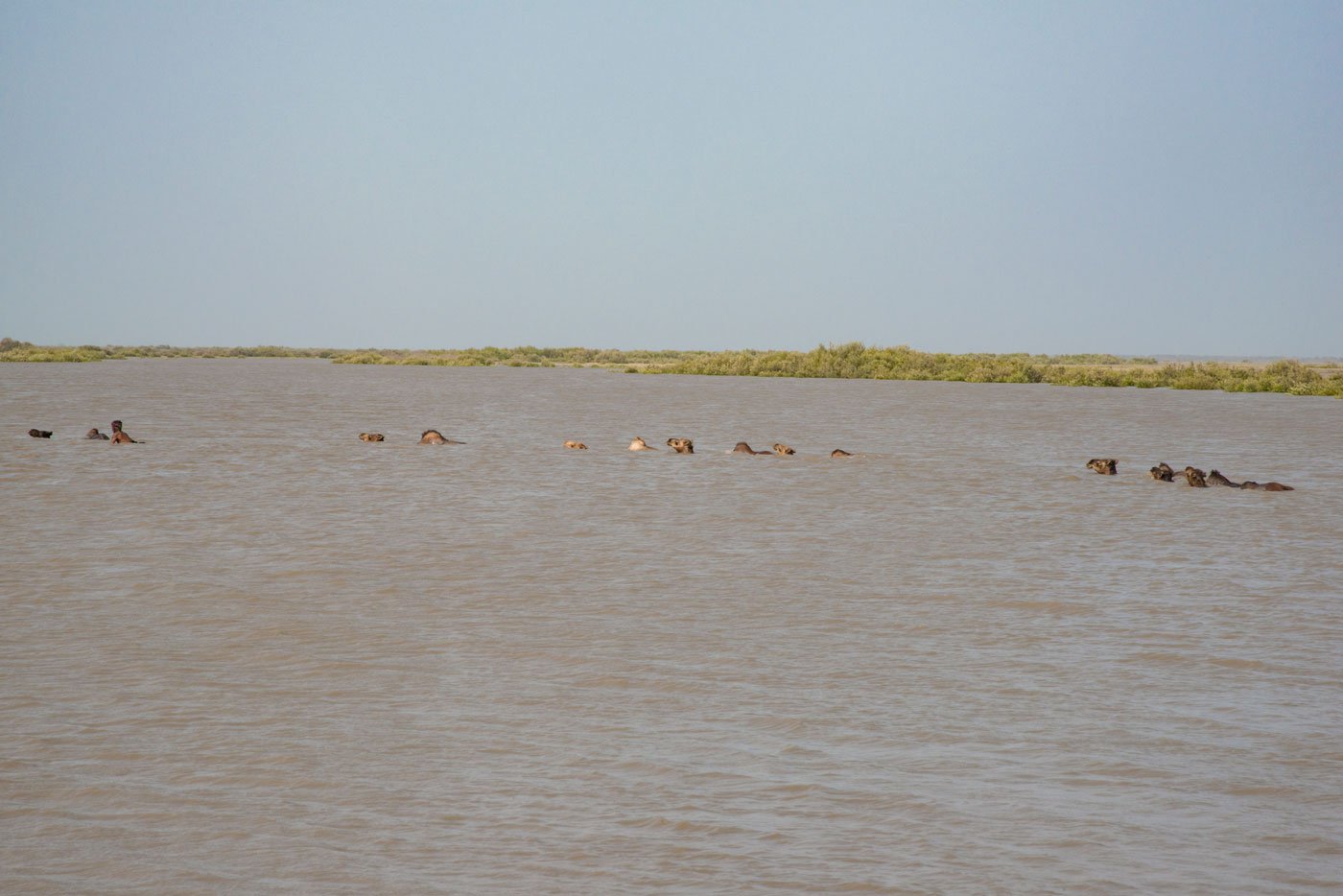 The swimming camels float through the creeks in the Marine National Park in search of food