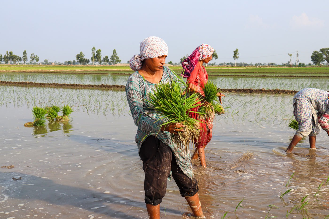 Dalit student Jasdeep Kaur, a resident of Khunde Halal in Punjab, transplanting paddy during the holidays. This summer, she had to repay a loan of Rs. 10,000 to her parents which she had taken to buy a smartphone to help with college work