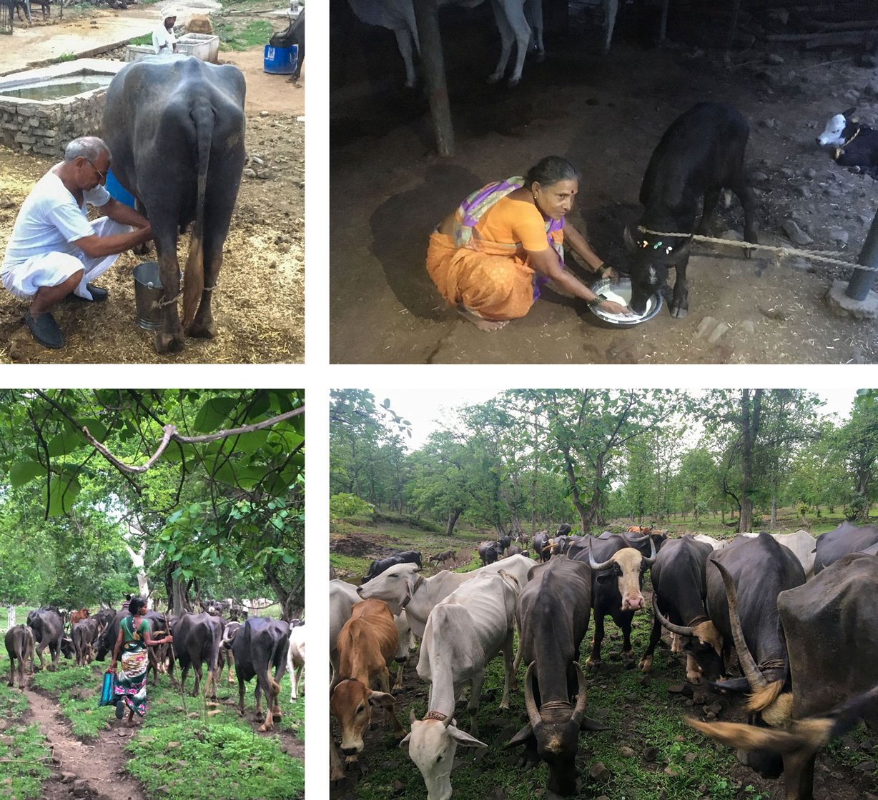 Nanda Gaolis live in 40-50 villages of Wardha, around the Bor Tiger Reserve. They rear the native Gaolao cow breed (top row), and are the major suppliers of milk and milk products in the district. The fall in demand during the lockdown has hit them hard (file photos)
