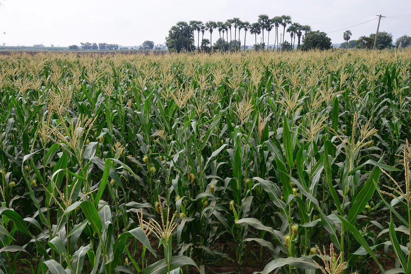 Field of maize. The fertile fields of Uddandarayunipalem, Lingayapalem and Venkatapalem villages in November 2014, before the whole land pooling exercise for the capital region has started.