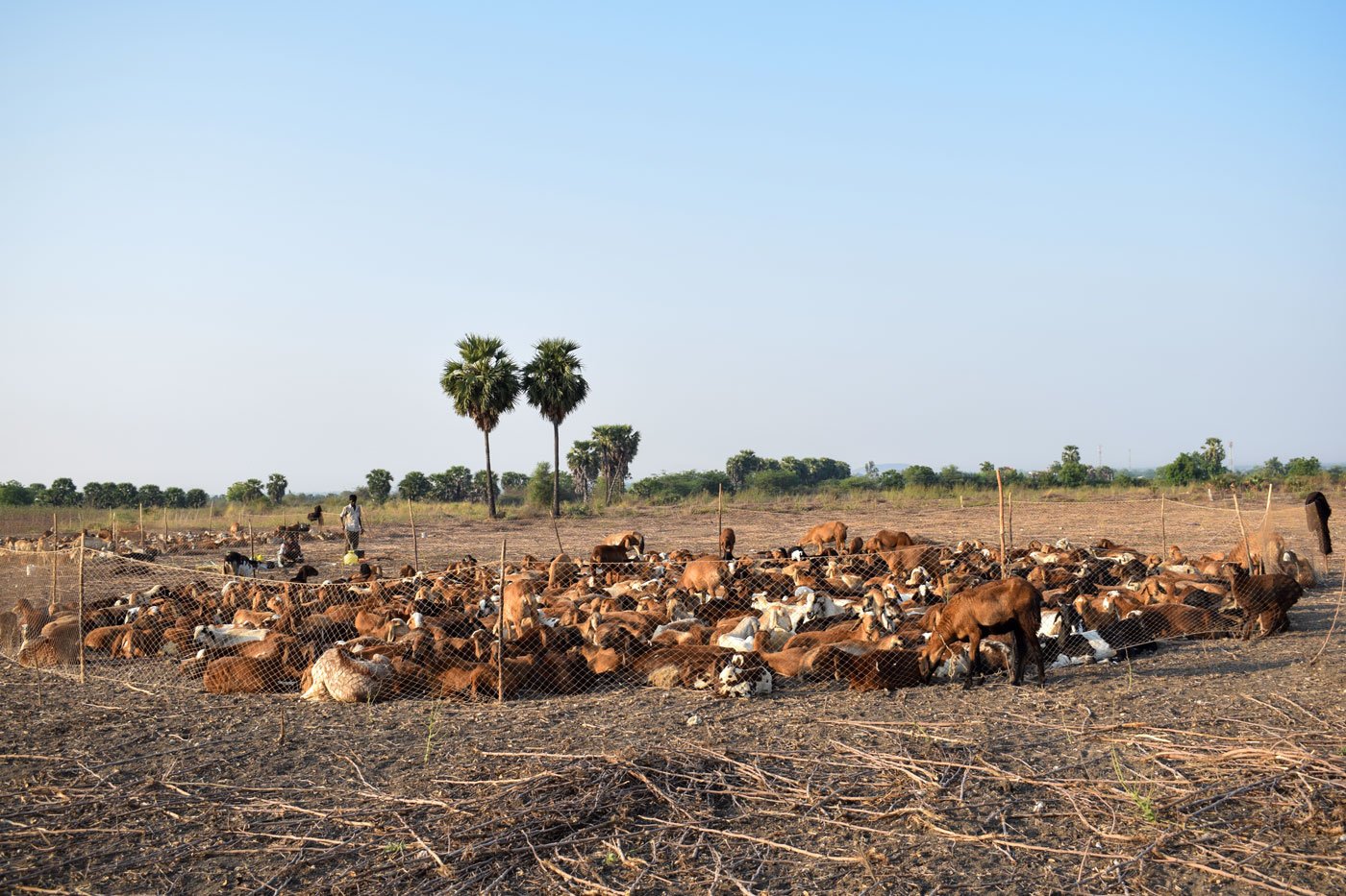 Chenakonda Balasami (left), his brother Chenakonda Tirupatiah (right) and other herdsmen have been on the move since November, in search of fodder for the animals – that search cannot stop, neither can they move during the lockdown, nor can they return home