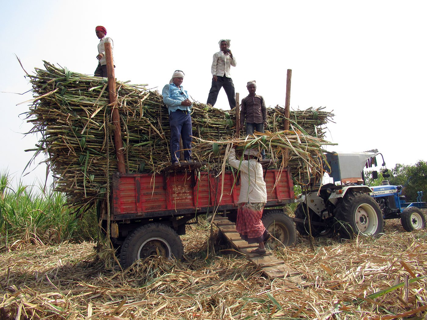 Woman carrying sugarcane on her head walking up a small ramp to load it onto the truck