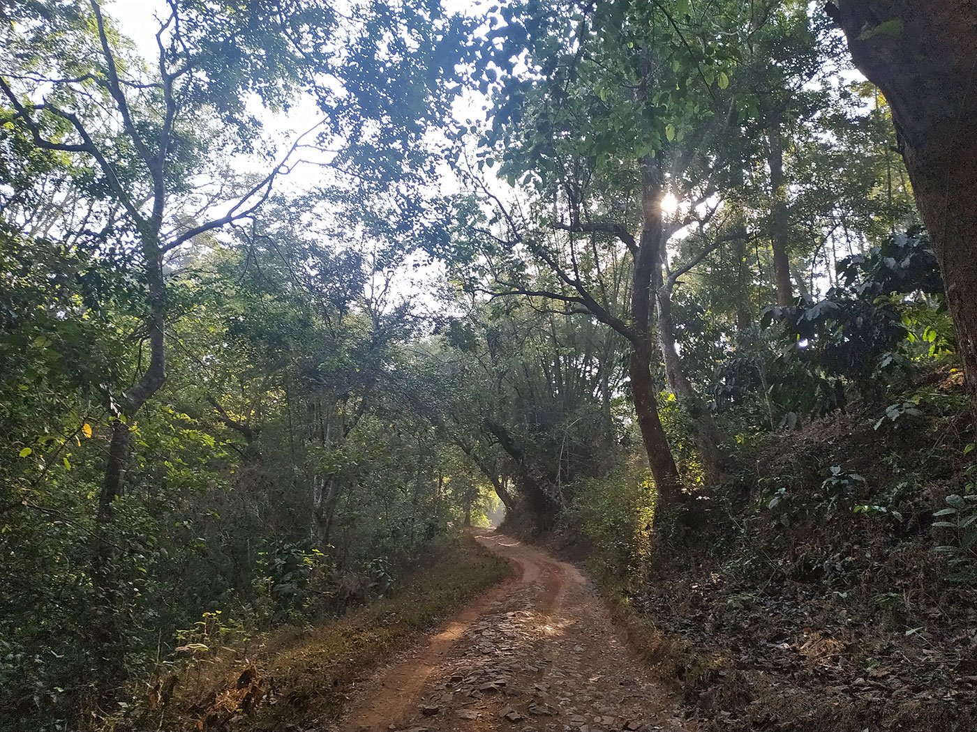 Shantini, 32, is a Kattunayakan adivasi who lives in Machikoli, a village in Devarshala taluk right next to the Mudumalai Tiger Reserve in Tamil Nadu’s mountainous Nilgiris district. The route to her home is a narrow, steep and winding mud road that runs for two kilometers.