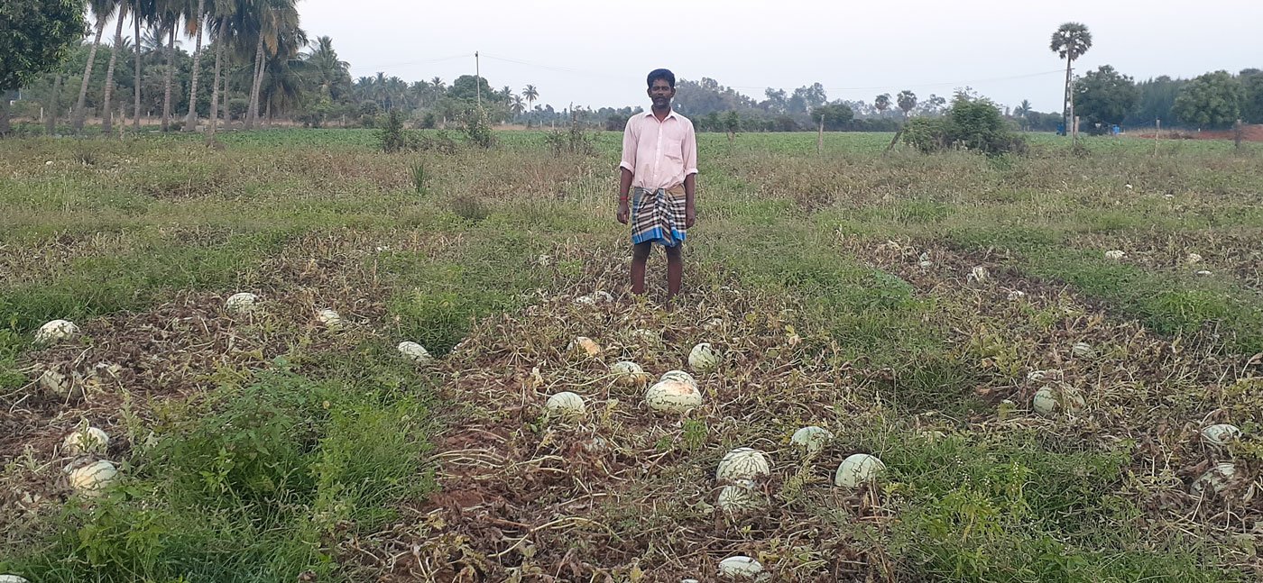 Left: In Kokkaranthangal village, watermelons ready for harvest on M. Sekar's farm, which he leased by pawning off jewellery. Right: A. Suresh Kumar's fields in Chitharkadu village; there were no buyers or truck drivers to move his first harvest in the last week of March