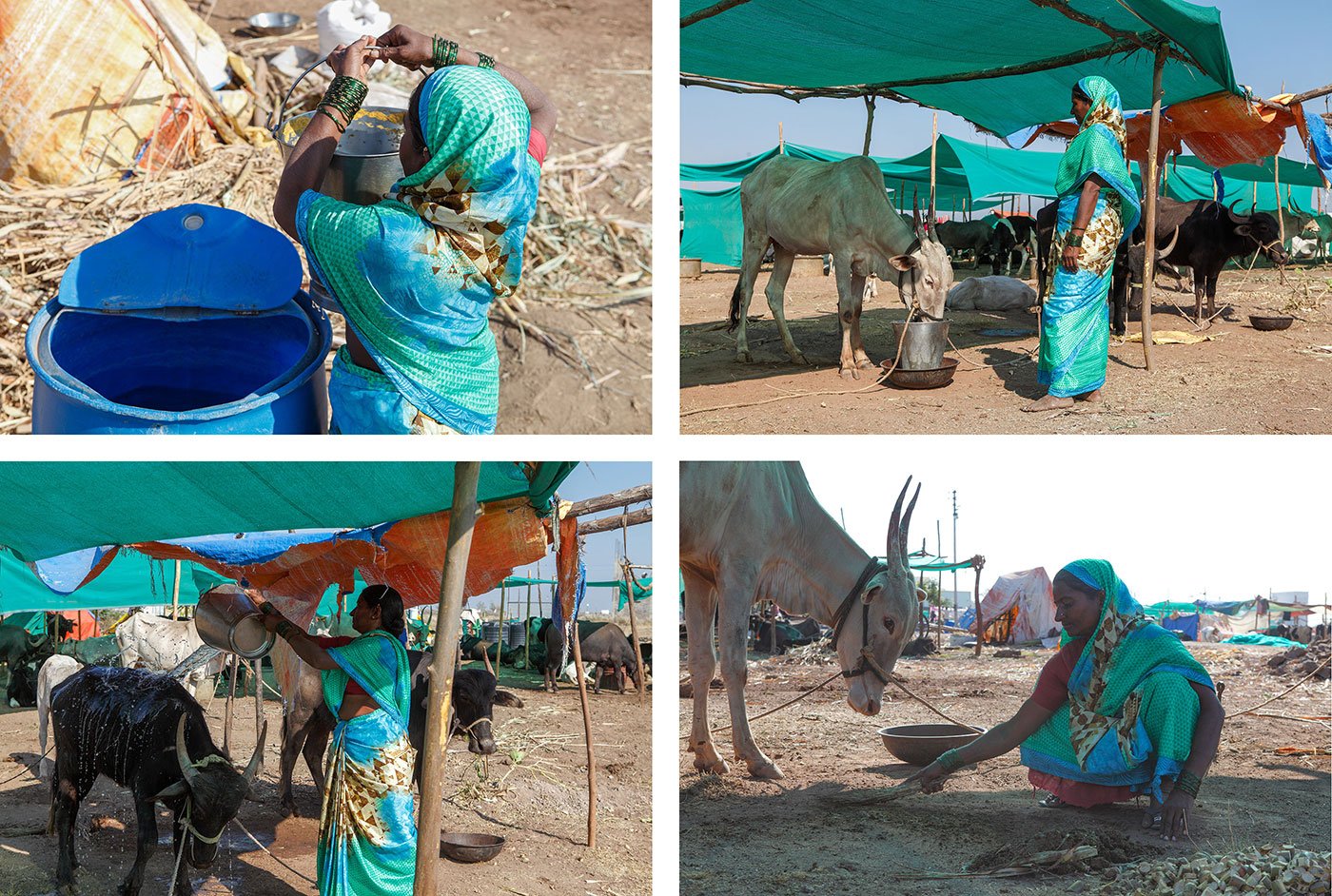 Top Left- Lakshmi filling water for her cattle from a drum next to her tent
Top Right - Lakhshmi making her cow drink water
Bottom Left - Lakshmi pouring water on the cow, presumably to cool it down
Bottom Right - Lakshmi sweeping dung into a pile to keep the area clean