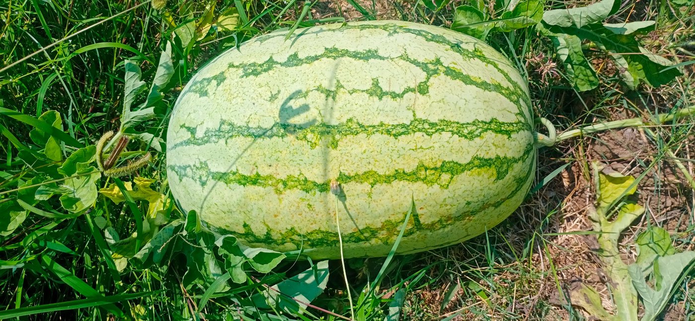 Left: In Kokkaranthangal village, watermelons ready for harvest on M. Sekar's farm, which he leased by pawning off jewellery. Right: A. Suresh Kumar's fields in Chitharkadu village; there were no buyers or truck drivers to move his first harvest in the last week of March