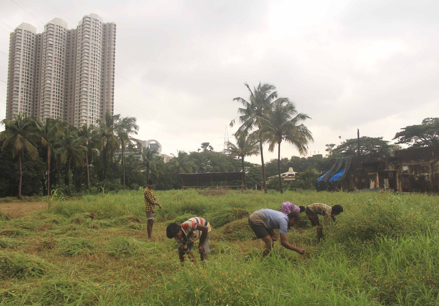 Left: The Adivasis of Aarey have for long cultivated their shrinking famlands right next to a growing city.