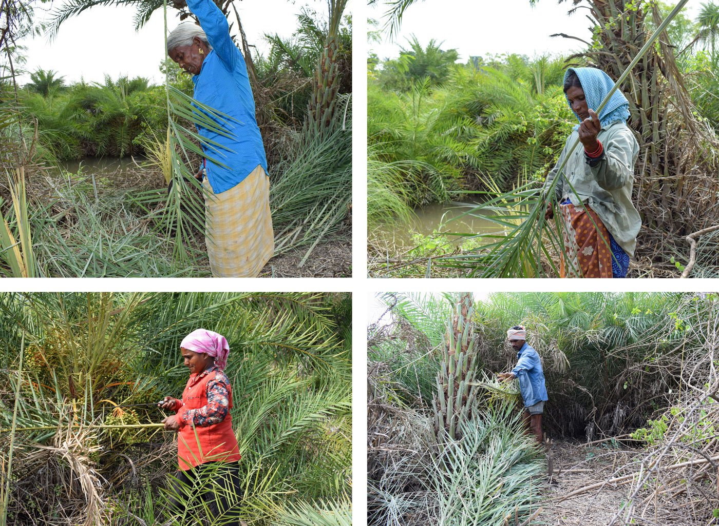Clearing thorns from the silver date palm fronds: Neligundharashi Ramulamma (top left); Neligundharashi Yadamma (top right); Neligundharashi Sumathi (bottom left), and Ramulu (bottom right)