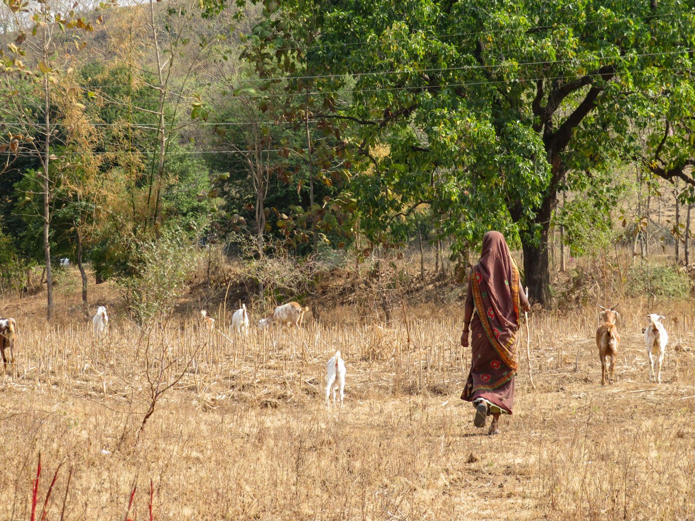 When Shevanta Tadvi is out grazing her 12 goats near the forest in Maharajapada hamlet, she is free from taunts of being 'barren'