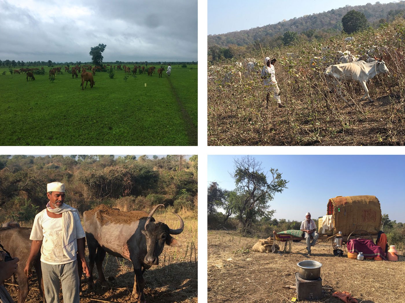 Top left: The Bharwads, who raise the Gir cow, have been forced to give away milk for free during the lockdown. Top right: A Mathura Lamhan pastoralist in Yavatmal. Bottom row: The Nanda Gaolis settled in the Melghat hills earn their livelihood from cows and buffaloes (file photos)