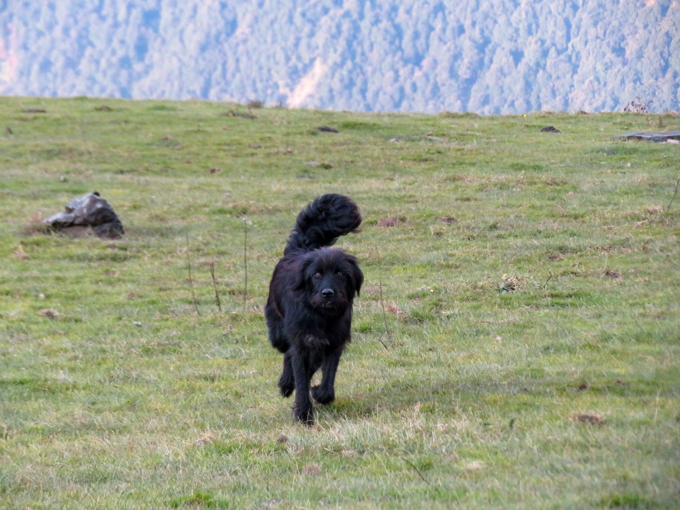 Sheroo, the Bhutia guard dog, is a great help to the shepherds.