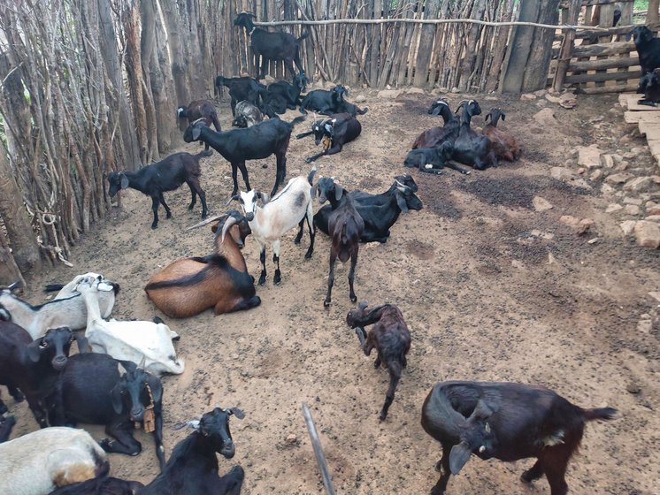 Left: Goats, along with hens, cows and bullocks that belong to people in the village.