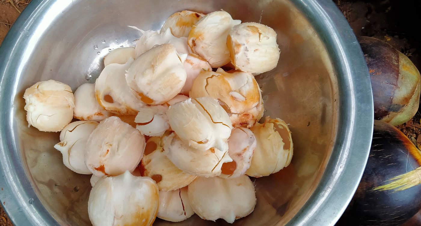 Inside the unhusked thaati kaaya is the munjalu fruit. It's semi-sweet and juicy, and in great demand during summers – even more than toddy – said Pappala Rao