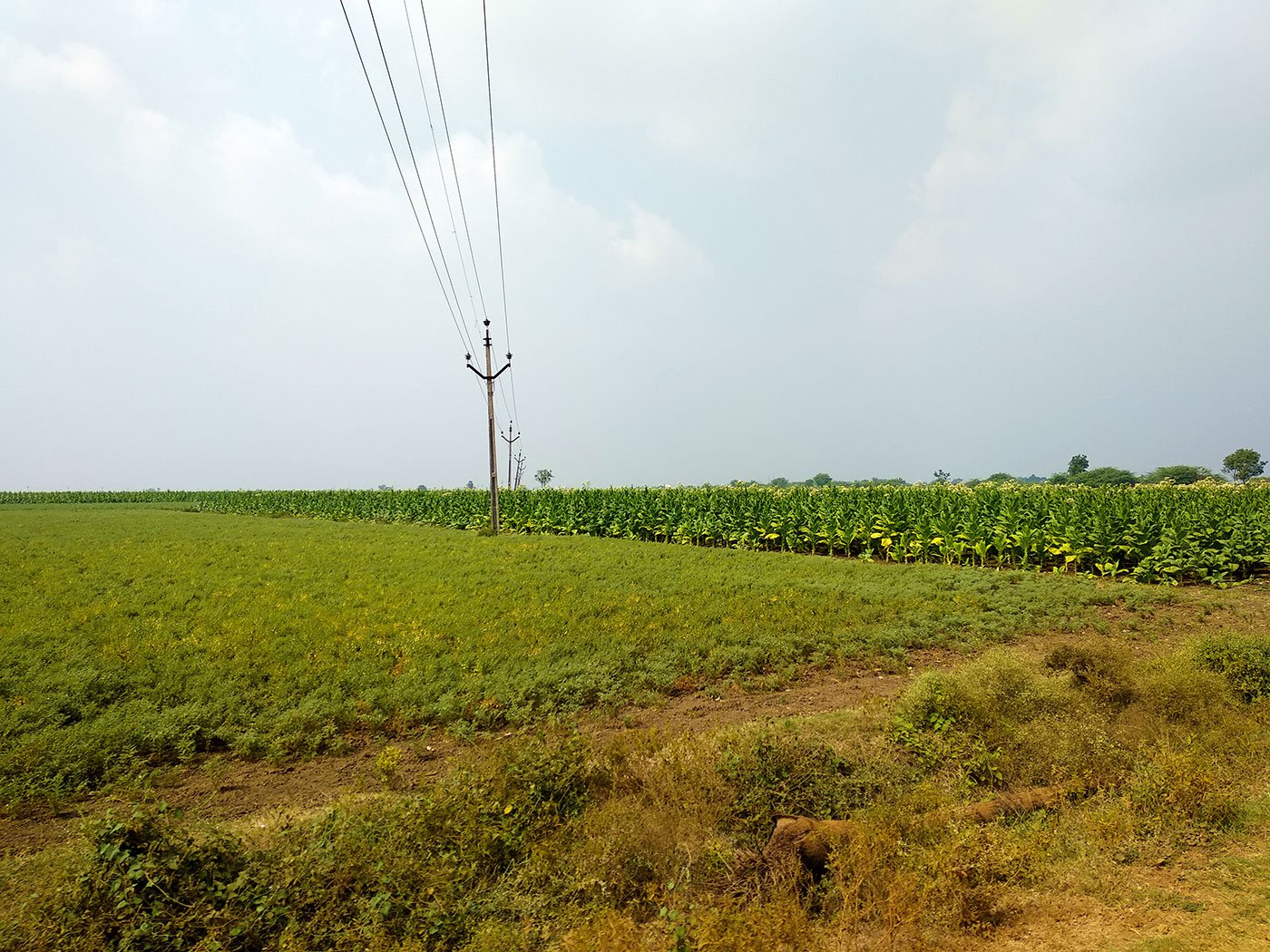 Farmers started to cultivate millets and other pulses as alternative to tobacco