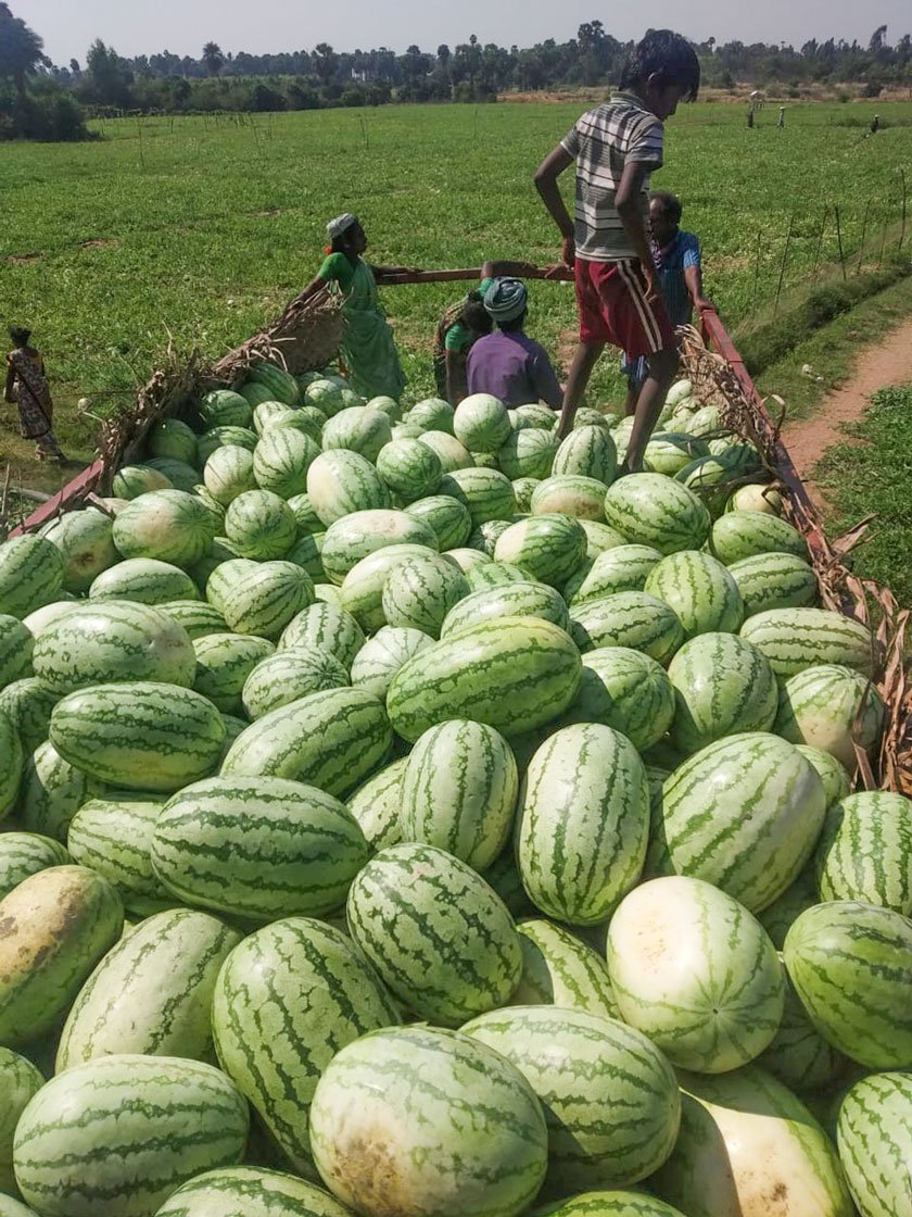 A farmer near Trichy with his watermelons loaded onto a truck. A few trucks are picking up the fruits now, but farmers are getting extemely low prices