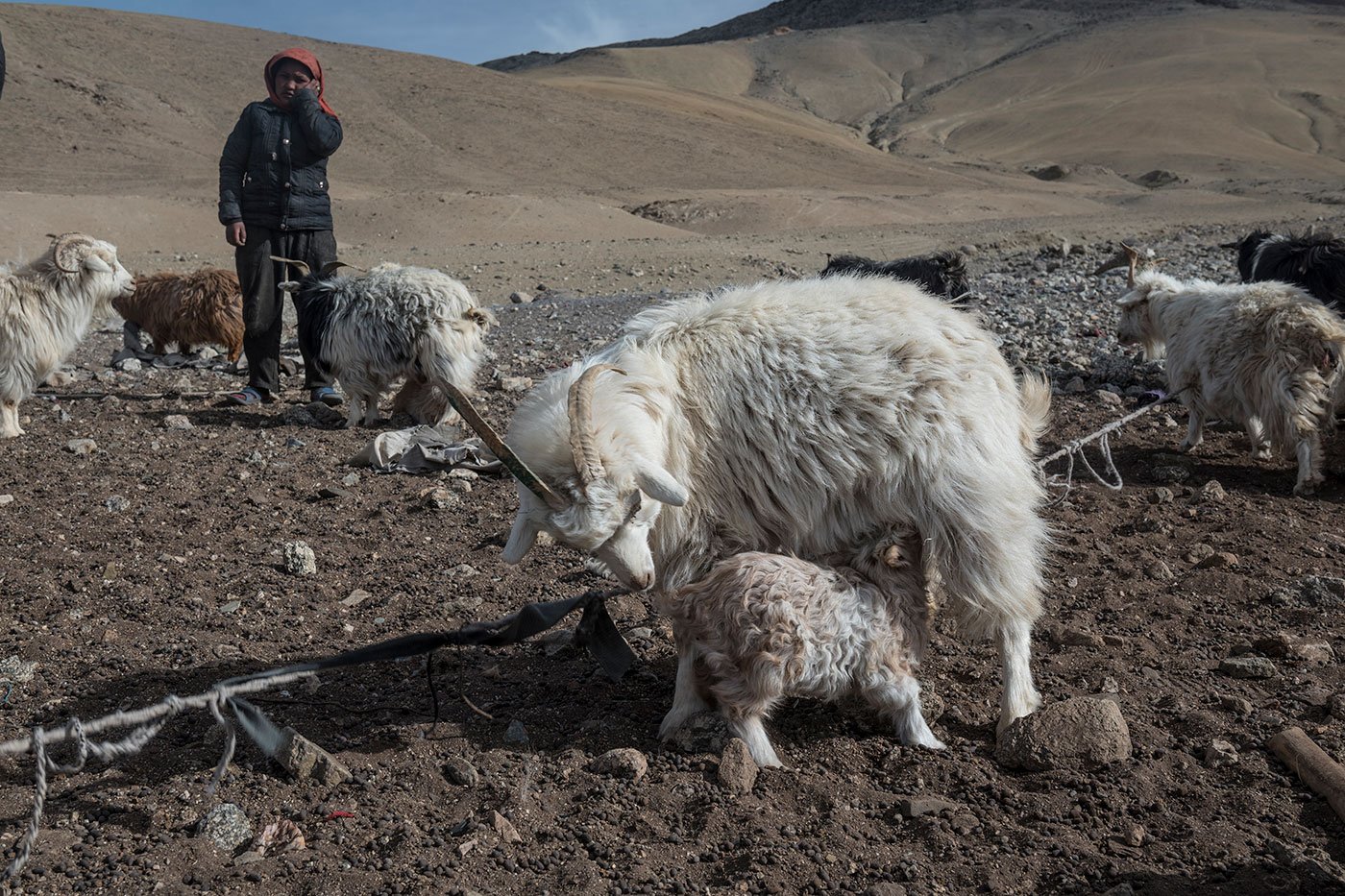 Dechen watches over a two-day old lamb as it clings to its mother in early spring, March 2016