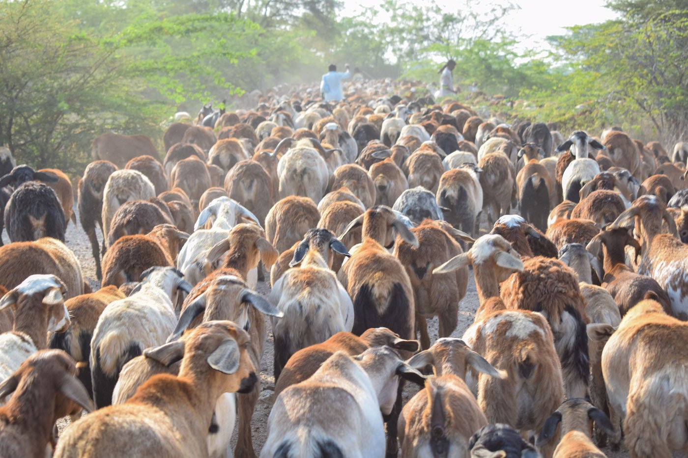 Left: The flock being herded away after a farm family wouldn't allow them to graze in their fields. Right: A harvested cotton field, with barely any fodder. The travel restrictions under the lockdown are making the herders’ search for fodder even more difficult