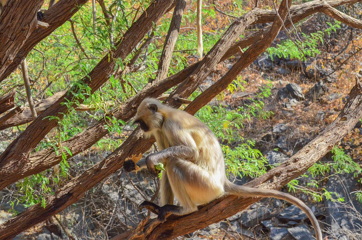 Langurs eating rotis distributed by Jhujaram Dharmiji Sant
