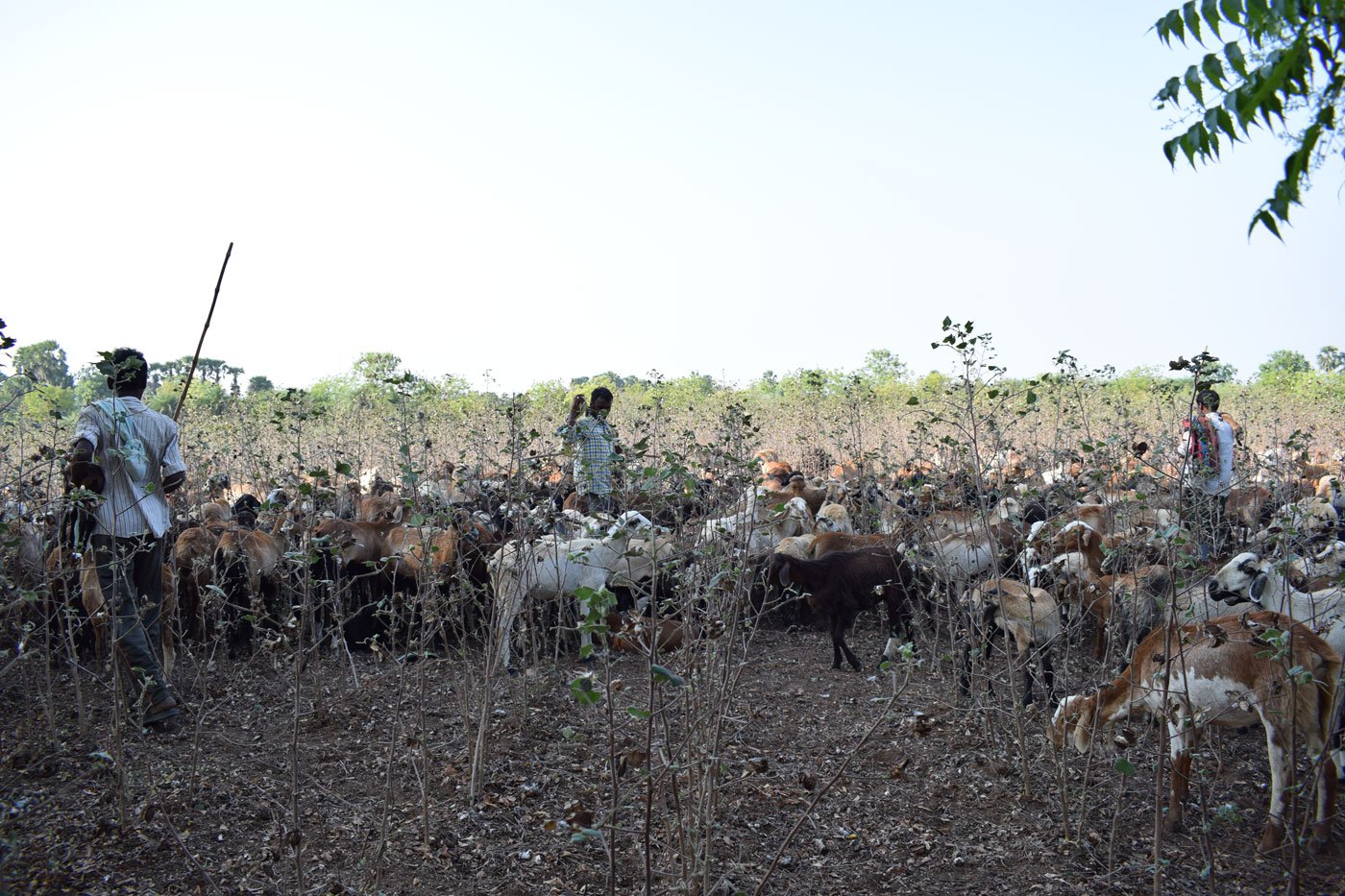 Left: The flock being herded away after a farm family wouldn't allow them to graze in their fields. Right: A harvested cotton field, with barely any fodder. The travel restrictions under the lockdown are making the herders’ search for fodder even more difficult