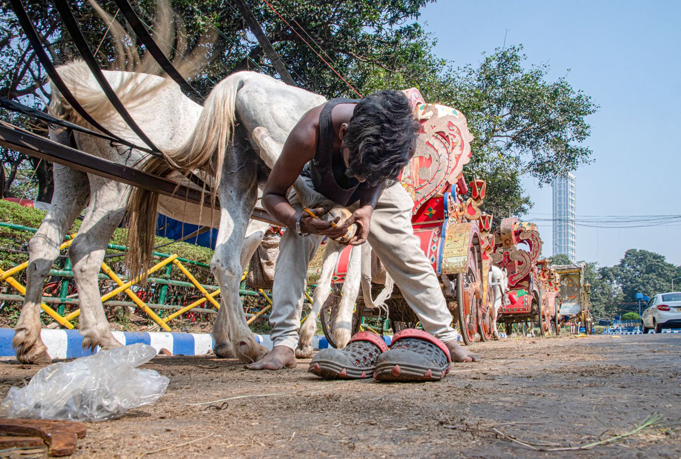 Right: Feeding and caring for the horses is key to his livelihood. Akif cleans and polishes the carriage after he arrives. He charges Rs. 500 for a single ride