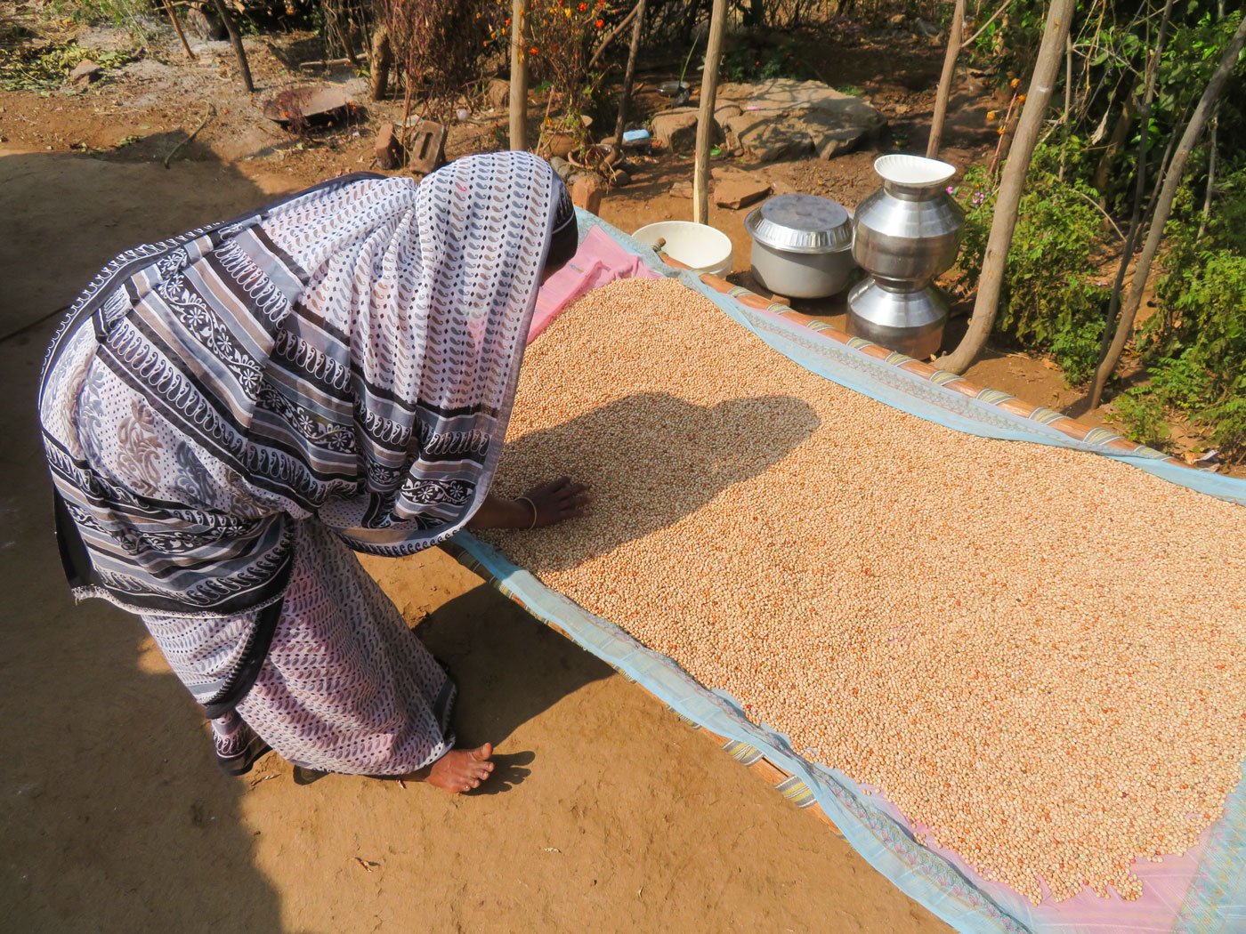 Geeta Valavi spreading kidney beans on a charpoy; she cultivates one acre in Barispada without her husband's help. His harassment over the years has left her with backaches and chronic pains