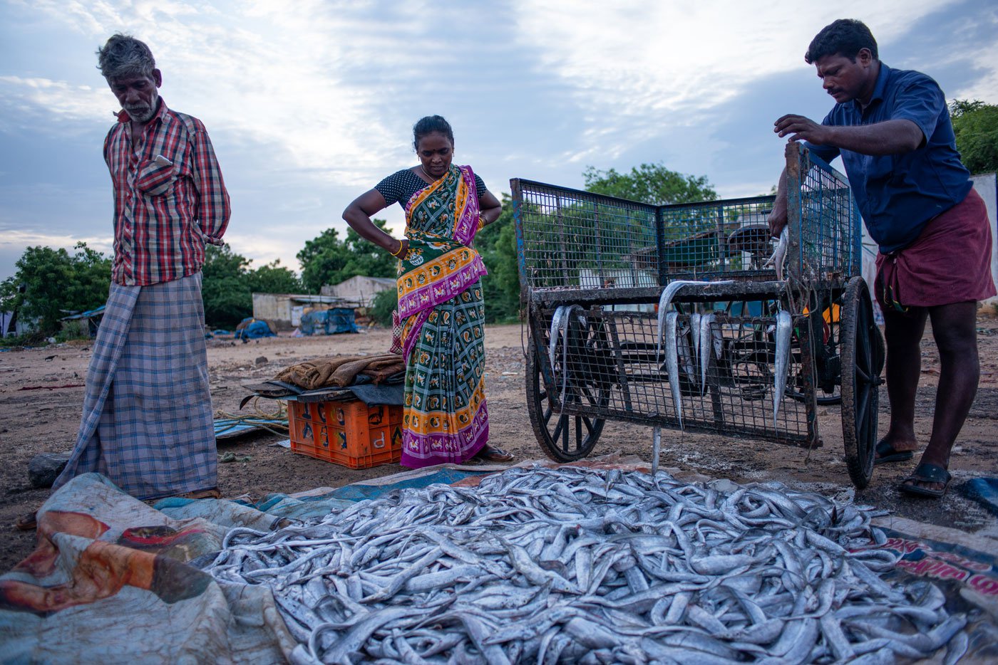 Visalatchi inspecting her purchase of fresh fish; 3-4 kilos of fresh fish yield a kilo of dried fish