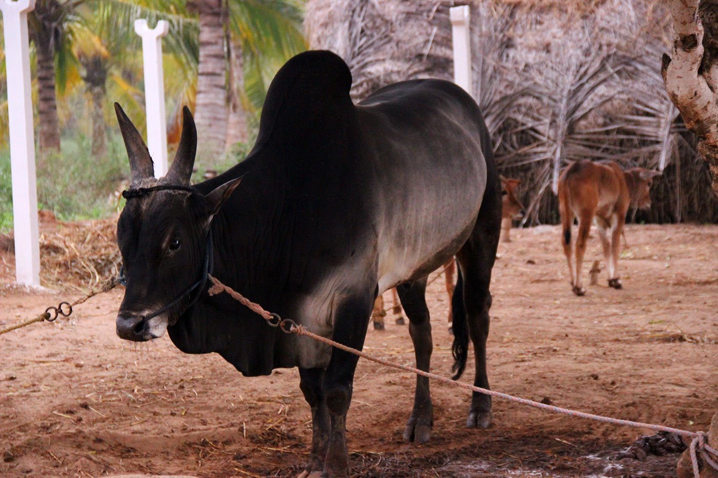 The new bull