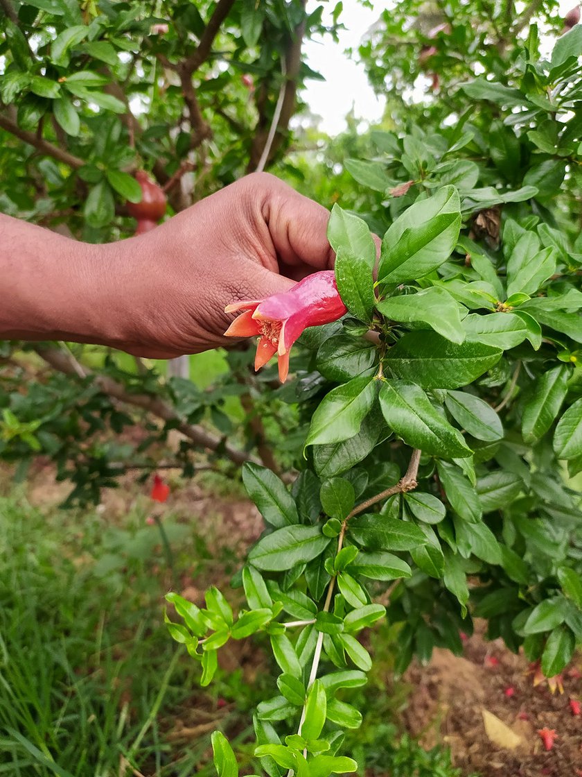 A pomegranate flower (left) in Chethan Kumar's farm.