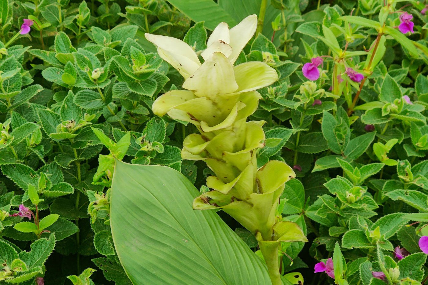 The local jangli halad [Hitchenia caulina] found on the plateau is effective for knee and joint aches.