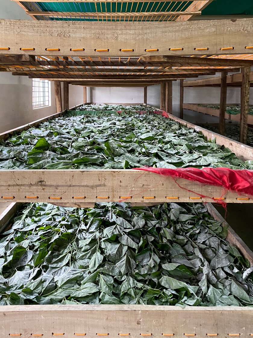 The mulberry leaves (left) fed to silkworms in cocoon farmer Ramakrishna Boregowda's rearing unit in Ankushanahalli village. With severe losses this year, he has started removing the mulberry crop from his land and plans to stop producing cocoons