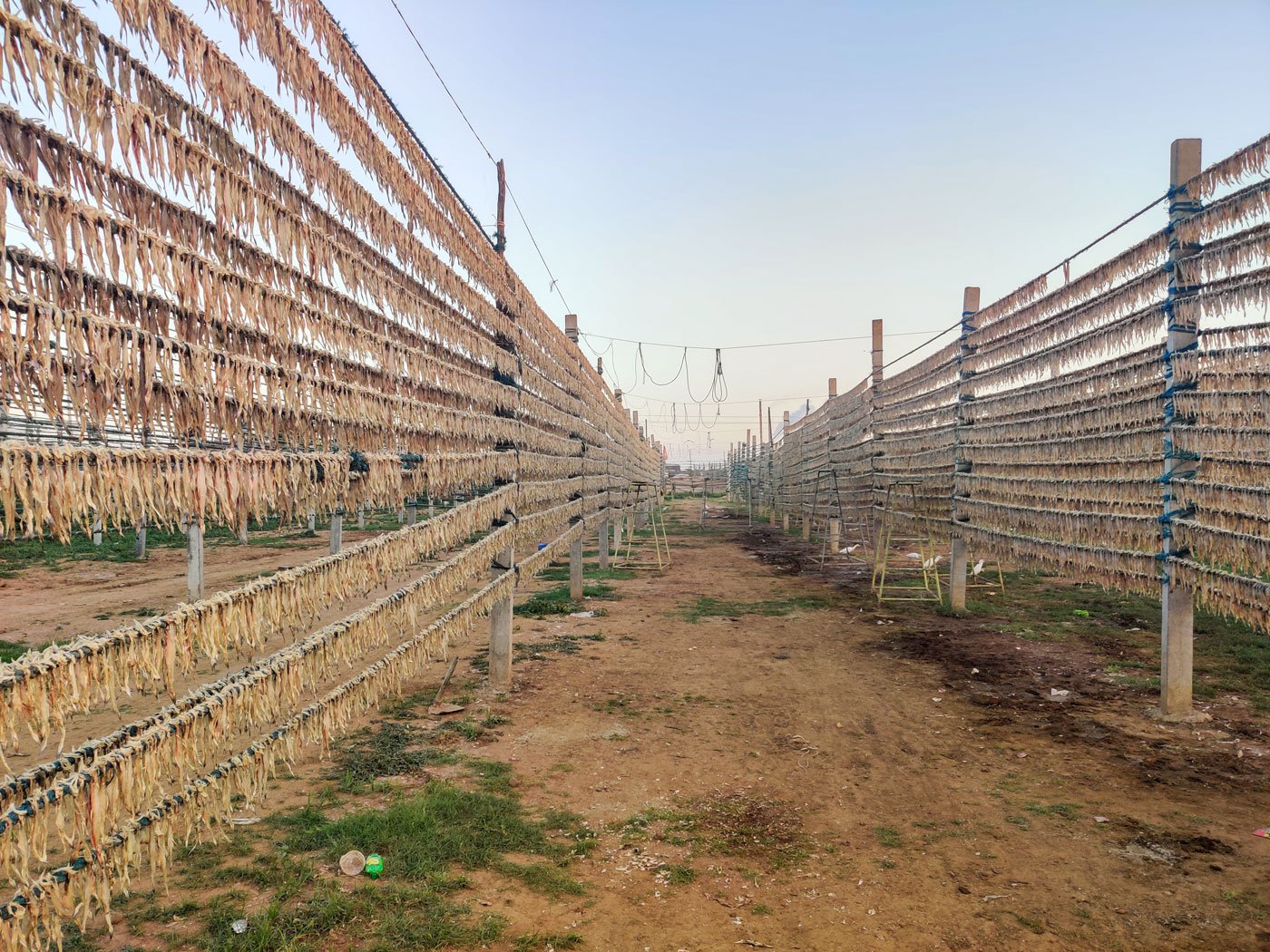 Jeevanbhai Shiyal on a boat parked on Jafrabad's shore where rows of fish are set to dry by the town's fishing community (right)