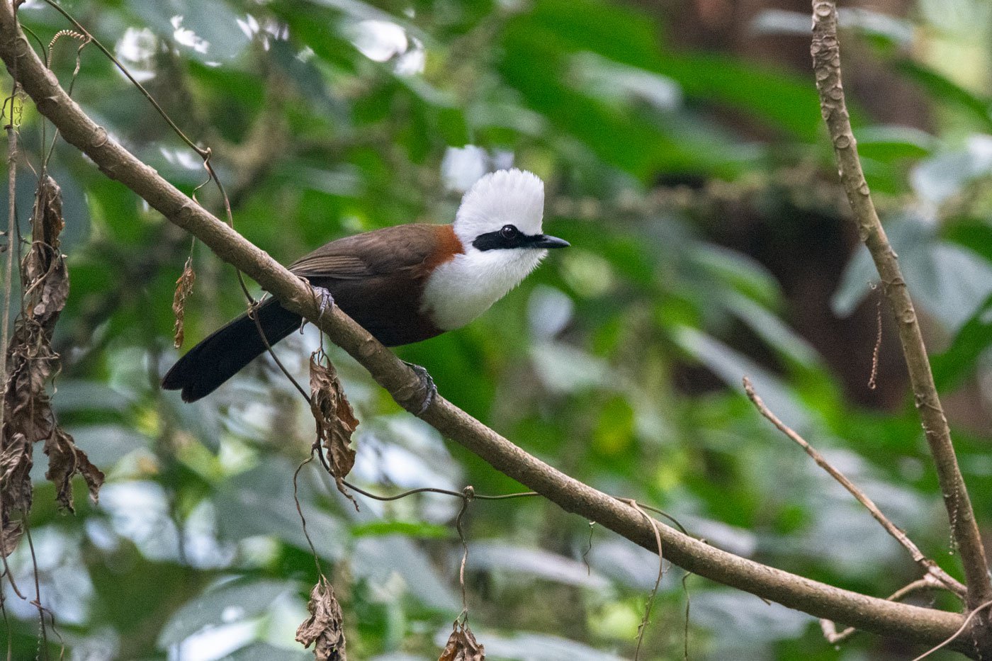 The White-crested Laughingthrush (left) and Silver-breasted-Broadbill (right) are low-elevation species and likely to be disproportionately impacted by climate change