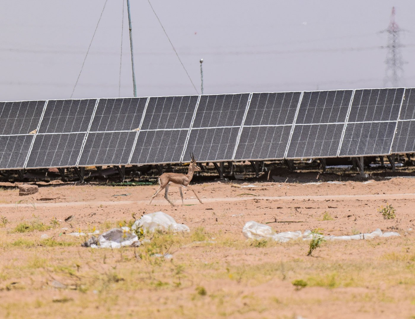 Solar and wind energy projects are taking up grasslands and commons here in Jaisalmer district of Rajasthan. For the local people, there is anger and despair at the lack of agency over their surroundings and the subsequent loss of pastoral lives and livelihoods