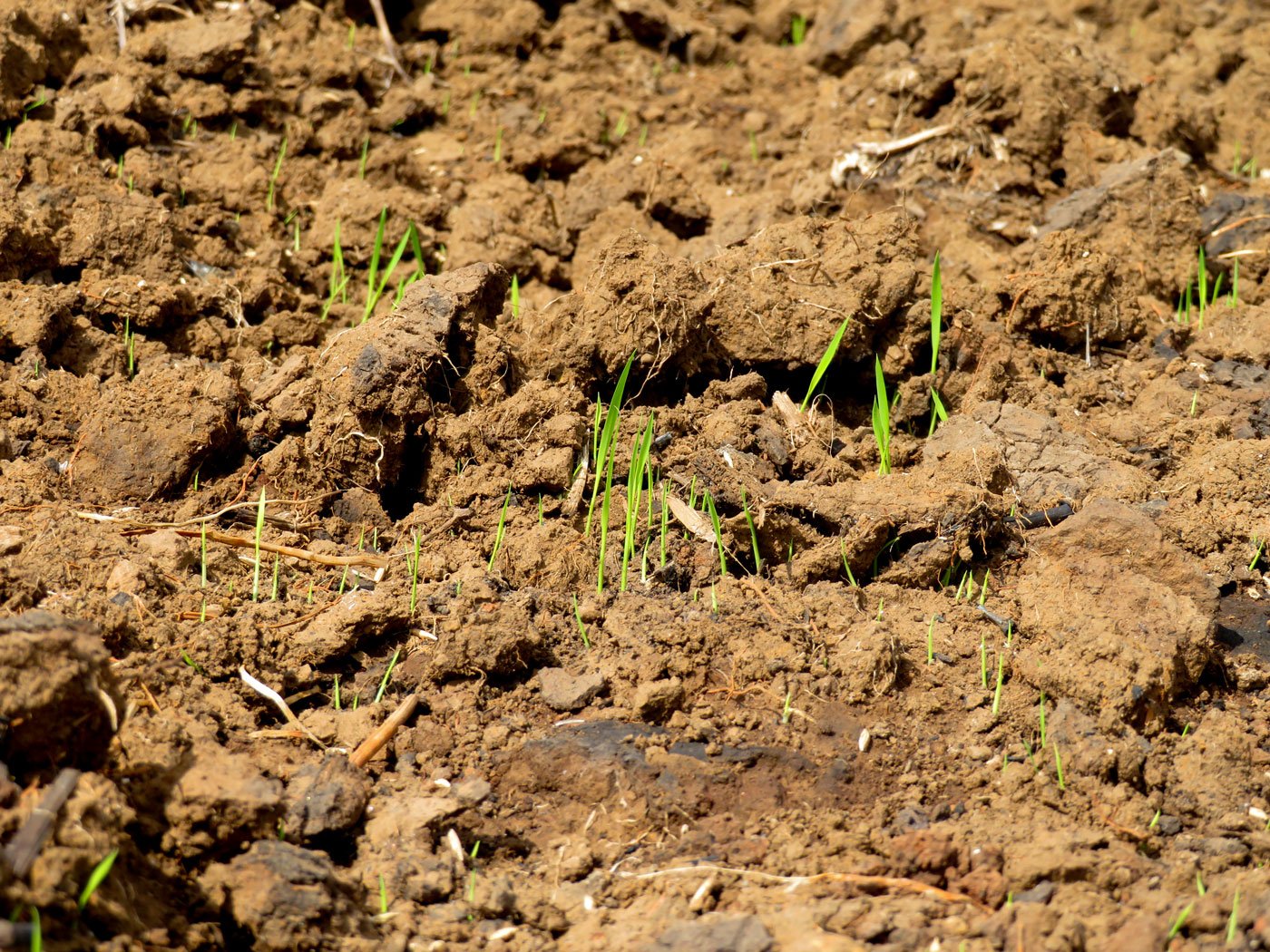 Along with uneven rainfall, falling yields and rising temperatures, the fertility of the soil is also decreasing, farmers in Shahapur taluka say