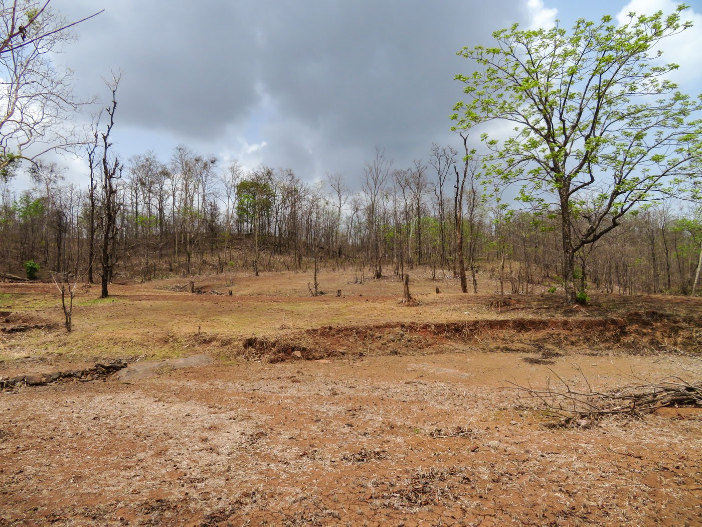Along with uneven rainfall, falling yields and rising temperatures, the fertility of the soil is also decreasing, farmers in Shahapur taluka say