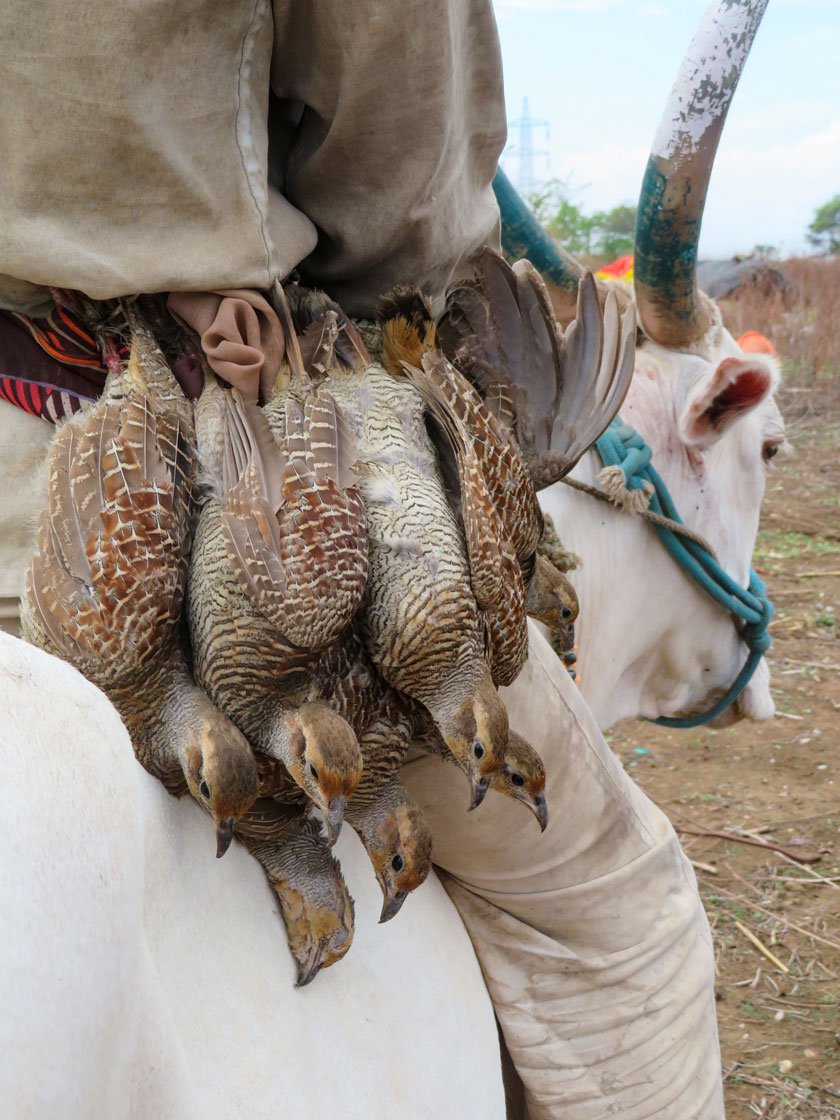 Naresh and other men from the settlement go hunting for teetar (partridge) in nearby forest areas. The birds are eaten or sold by the families