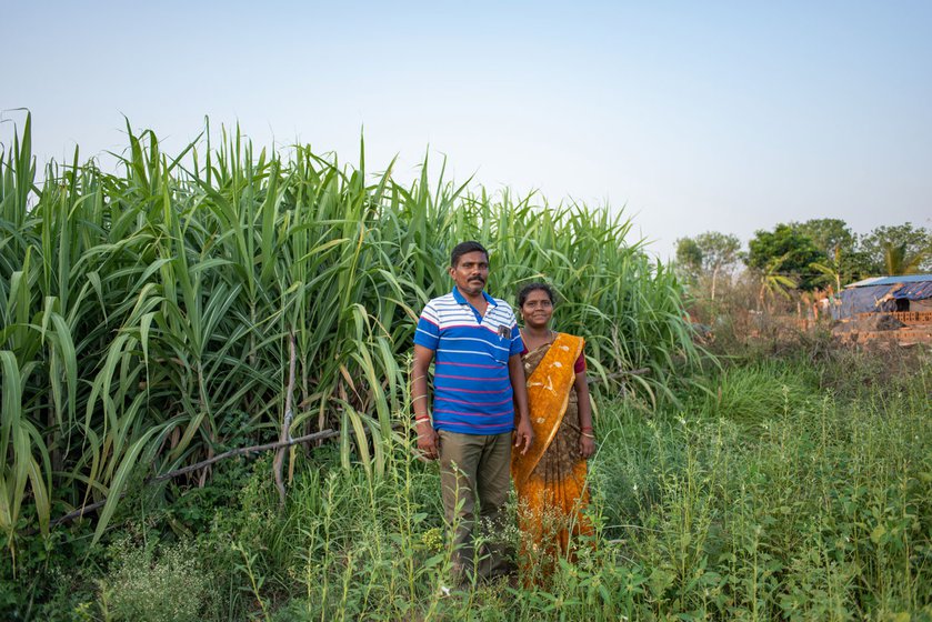 Right: The couple, Vadivelan and Priya in their sugarcane field.