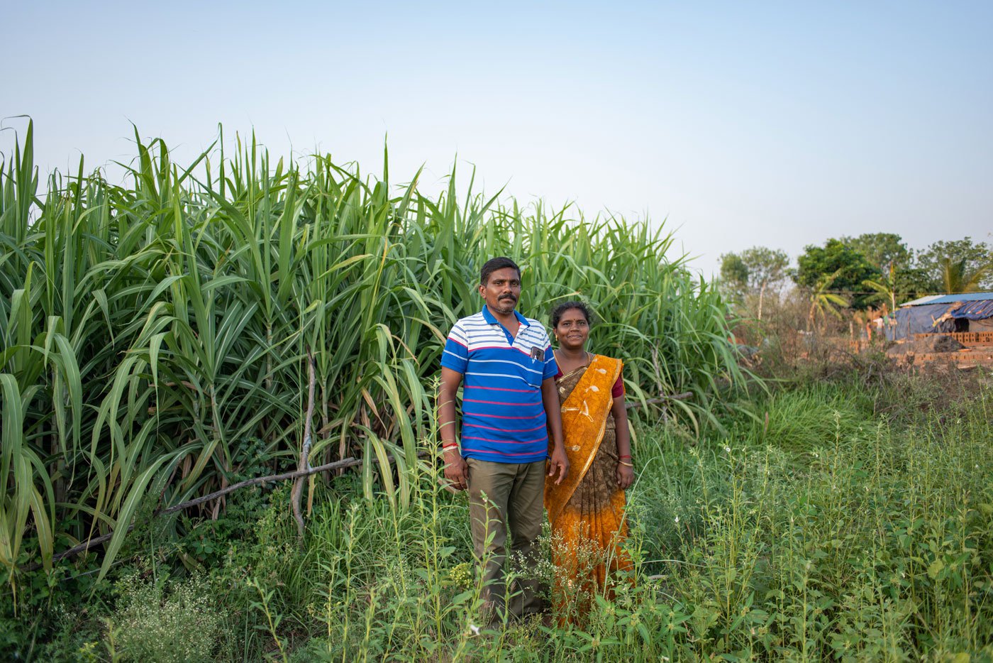 Right: The couple, Vadivelan and Priya in their sugarcane field.