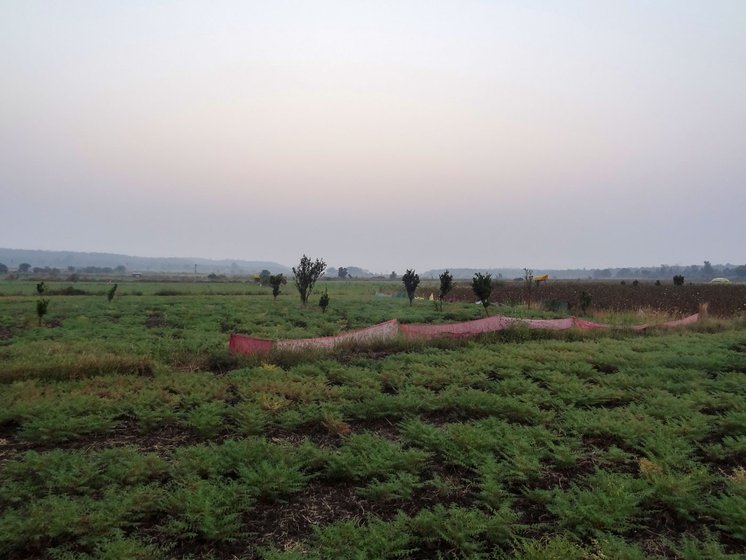Ramchandra has built several machans (right) all over his farm. Machans are raised platforms made of wood with canopies of dry hay or a tarpaulin sheet