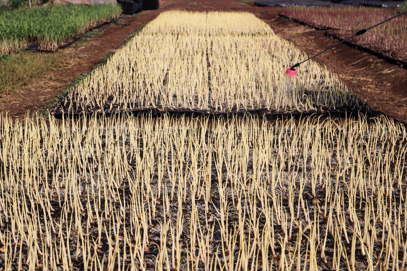 To ensure that sugarcane reaches a height of at least seven feet before another flood, farmers are increasing the use of chemical fertilisers and pesticides