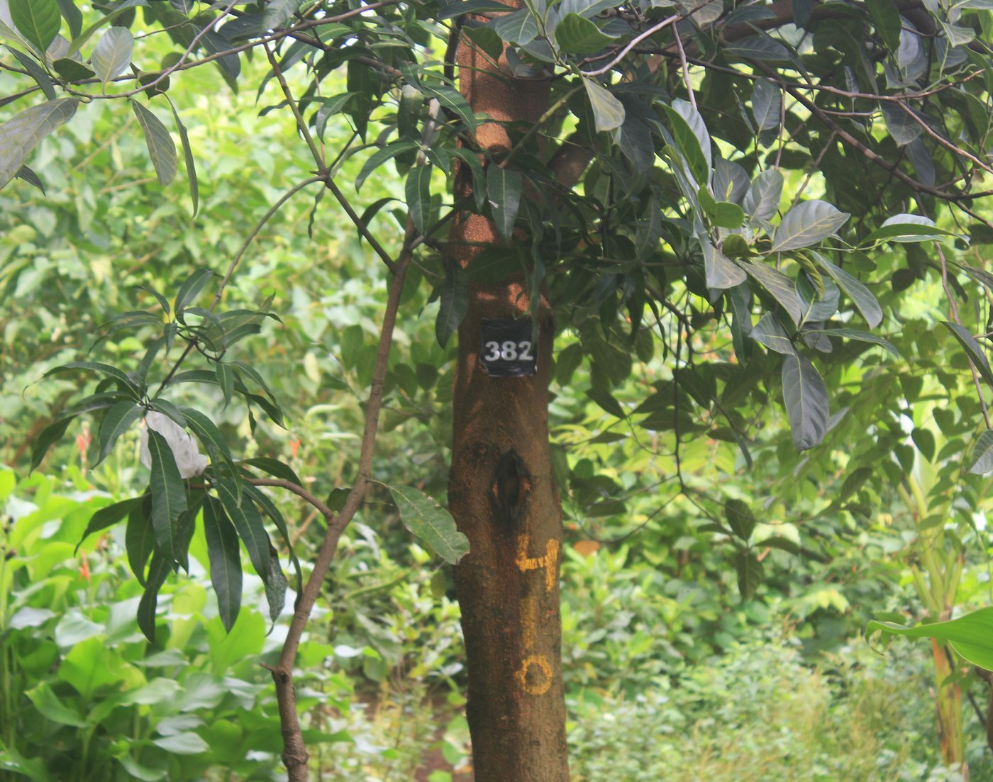 Right: Trees marked for chopping