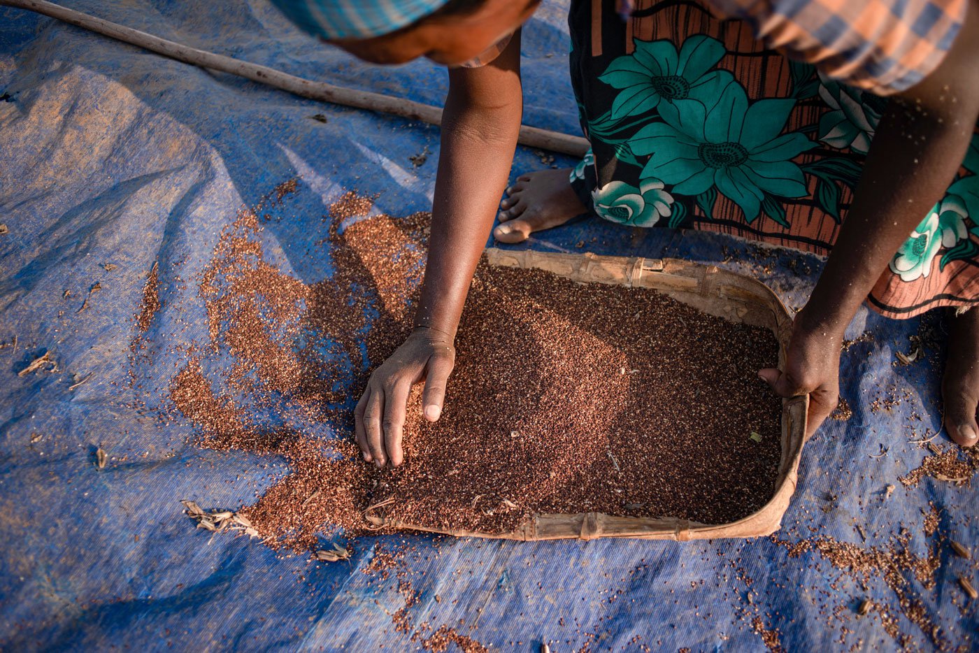 Sesame seeds collected in the winnow (left). Seeniammal (right) a brick kiln worker, helps out with cleaning the sesame seeds to remove stalks and other impurities