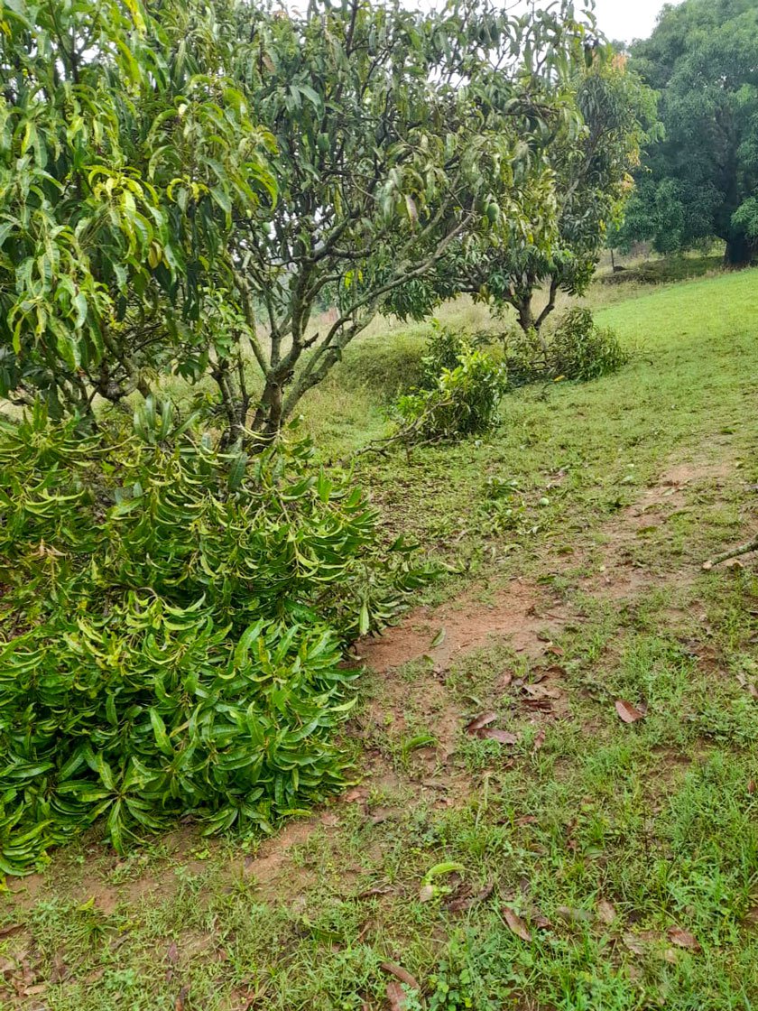 Mango plantation damaged by elephants in Anandaramu’s field