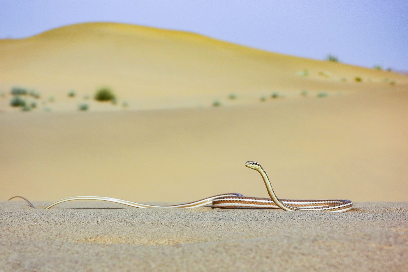 Orans are natural eco systems that support unique plant and animal species. Categorising them as ‘wasteland’ has opened them to takeovers by renewable energy companies